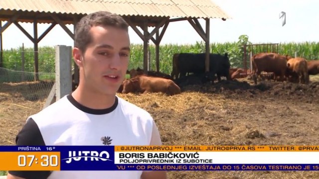 Fakultet, pa nazad na selo: Boris uzgaja rasu koja daje najkvalitetnije meso u svetu VIDEO