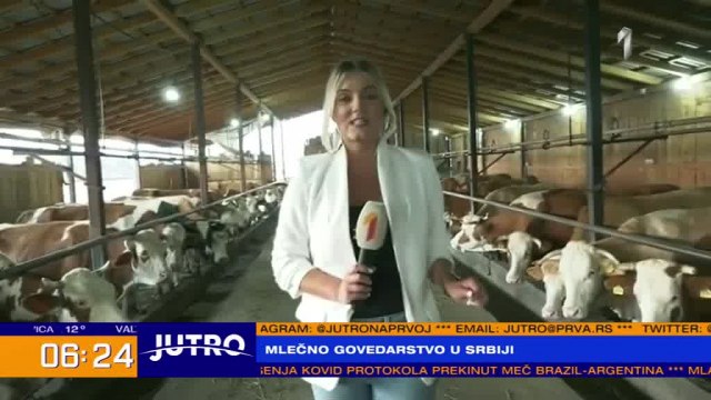 Proizvođačima mleka nikad teže, ministarstvo povećava premije VIDEO