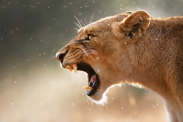 Zoo Paliæ: Uginuli svi laviæi koje je omacila lavica Kiara