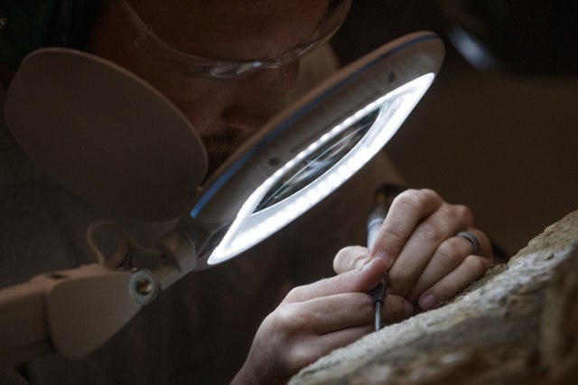 Egipatski nauènici otkrili fosil praistorijskog kita