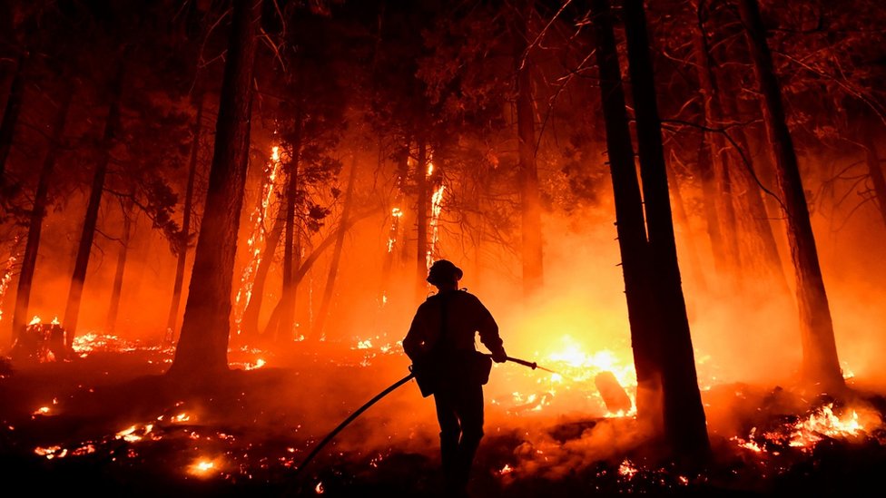 Požari u Kaliforniji: Borba sa vatrenom stihijom - džinovske sekvoje obmotane prekrivaèima otpornim na vatru