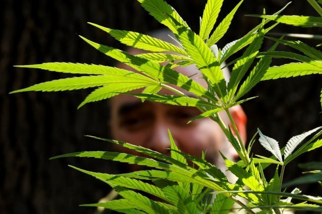 Otkrivena plantaža marihuane u Trebinju