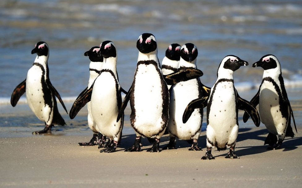 Pingvini u Južnoj Africi: Pčele pokosile ugroženu vrstu nastanjenu u blizni Kejptauna