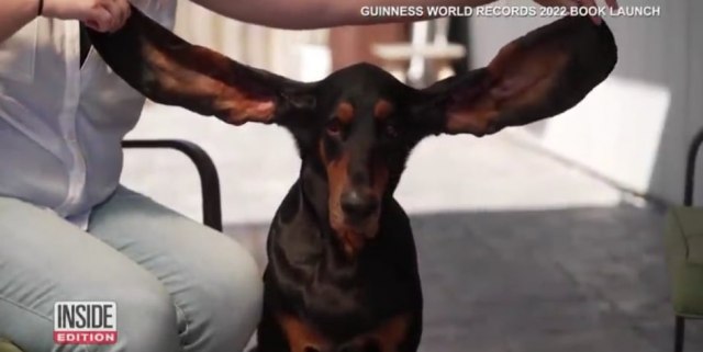 Ima najduže uši na svetu i oborio je Ginisov rekord