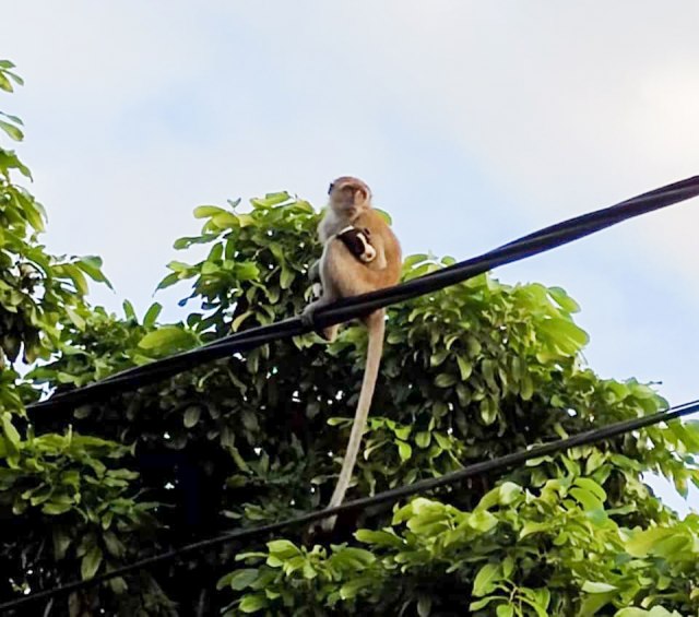 Divlji majmun oteo štene i držao ga kao "taoca" tri dana VIDEO