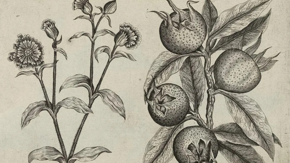 Hrana i istorija: Mušmule - zaboravljeno srednjovekovno voće nepristojnog imena