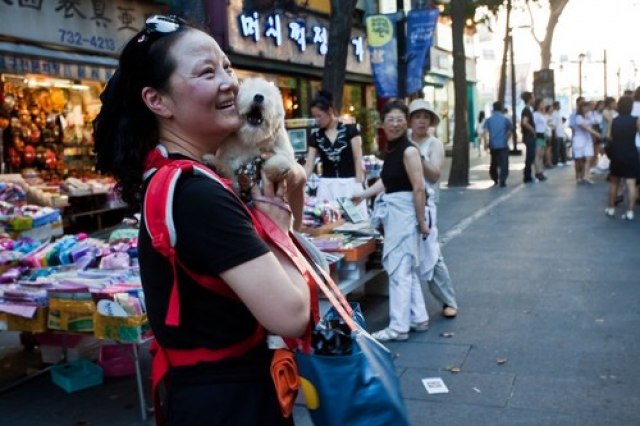 Južna Koreja prekida tradiciju jedenja pasa; "Meðunarodna sramota"
