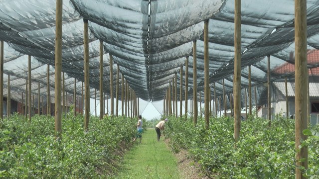 Na maline i kupine smo navikli, a sada je na red došla ekspanzija 