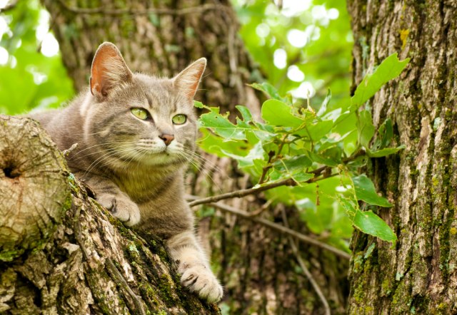 Rešena misterija - zašto mačke vole uzvišena mesta