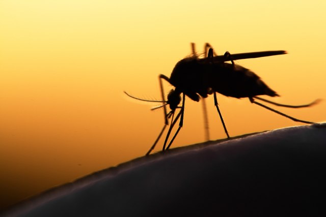 U toku je akcija suzbijanje komaraca u mikrožarištima: Usluga - besplatna