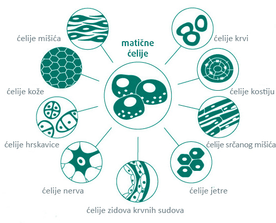 Lečenje matičnim ćelijama nije više samo budućnost