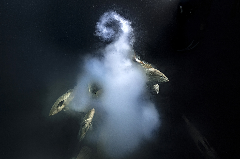 Najbolje fotografije divljine za 2021: Prva nagrada za "Eksplozivni seks&#x201c; riba