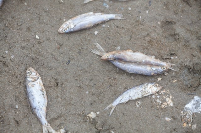 Opet: Uginula riba bačena kod groblja