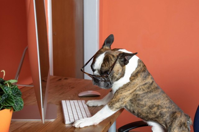 Pas na poslu poveæava produktivnost