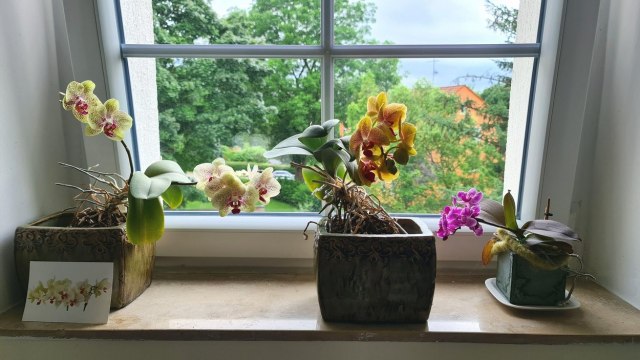 Volite orhideje? Evo kako da omiljeni cvet sačuvate od zime