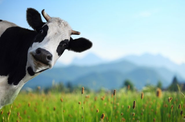 Koriste kravlji izmet za punjenje električnih automobila