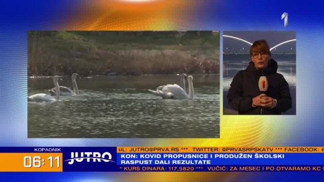 U Novom Sadu pronađeno još uginulih labudova: Ima li mesta panici? VIDEO