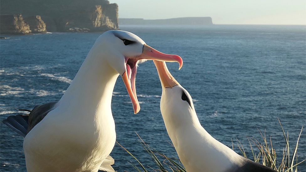 Životinje i životna sredina: Klimatske promene uzrok veæeg broja raskida meðu albatrosima - utvrdila studija