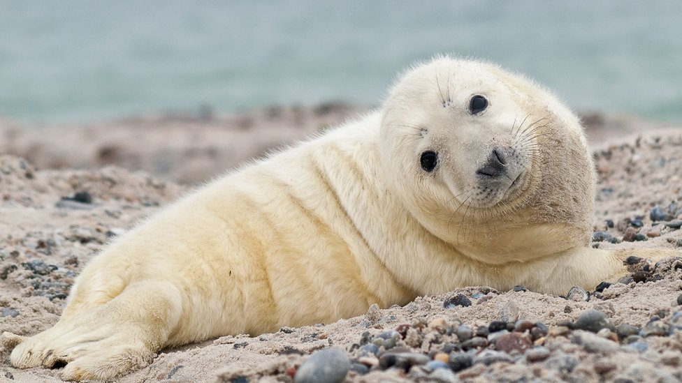 Životinje i Velika Britanija: Stotine mladih foka nastradalo u oluji Arven