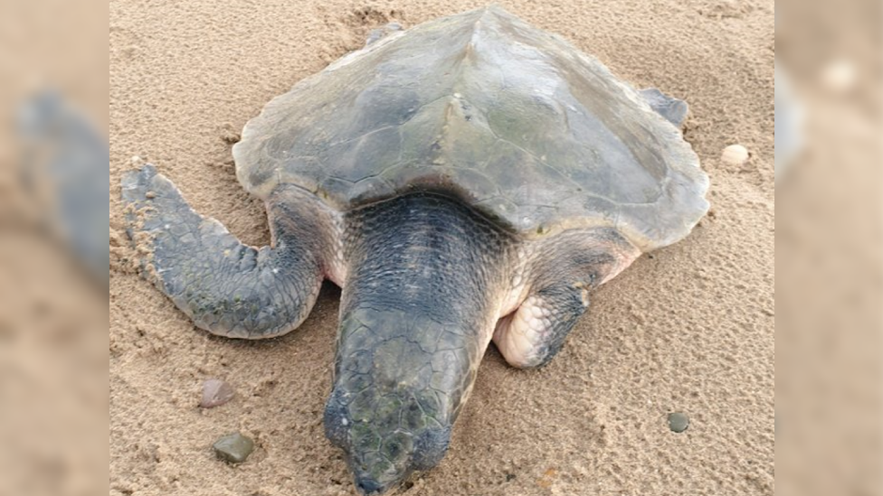 &Ova kornjaèa ne bi trebalo da živi u ovom delu planete&, rekao je Ešli Džejms, koji ju je pronašao na plaži Talaka u Velsu/Ashley James