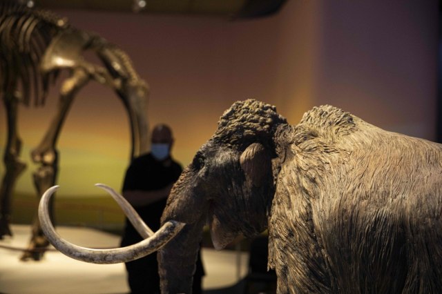 Otkriveni skeleti pet mamuta iz vremena ledenog doba