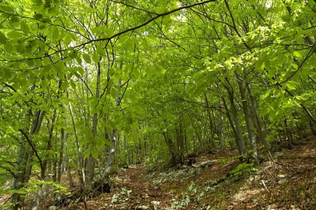 Jedina u Srbiji i posebna – prašuma u kojoj bukve umiru prirodno VIDEO