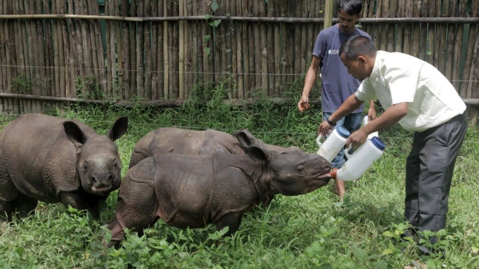 Ruèno hranjenje malih nosoroga pomoglo je poveæanju broja vrsta u Manasu/Rajib Bordoloi/IFAW-WTI