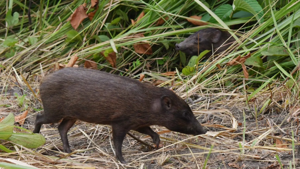 Patuljasta svinja je jedna od nekoliko ugroženih vrsta koje æe biti ponovo uvedene u Manas posle Bodo sukoba/Getty Images