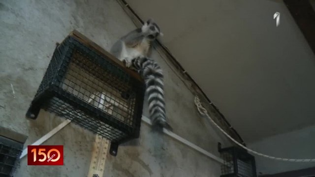 Jagodinski zoološki vrt ima nove stanovnike VIDEO