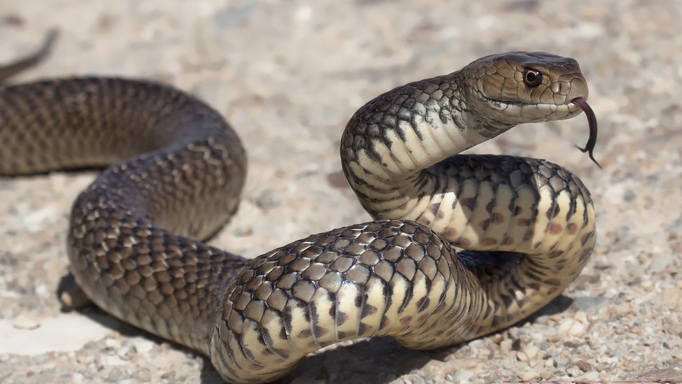Amerika, smrt i gmizavci: Kao u horor filmu - umro sam u kući okružen otrovnim zmijama