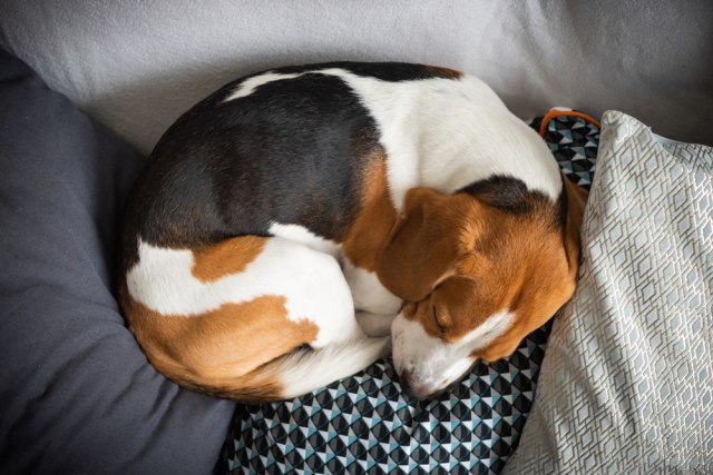 Da li znate zašto vaš pas spava sklupèan?