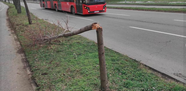 Uništeno 12 tek zasađenih stabala u Bulevaru Nikole Tesle FOTO