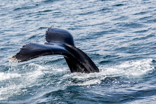 Turisti na Islandu smetaju kitovima? Stvaraju im stres