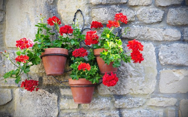 BELA, CRVENA ILI ROZE - koja SIMBOLIKA  se vezuje za MUŠKATLE!?