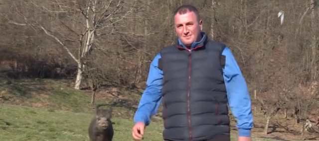 Čovek iz Grdelice izdresirao DIVLJU SVINJU: Verni ljubimac ide uz nogu... (VIDEO)