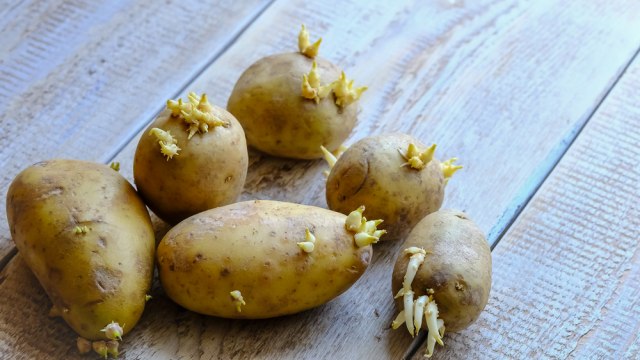 Stručnjaci apeluju: Nije bezbedno jesti proklijali krompir - pun je toksina