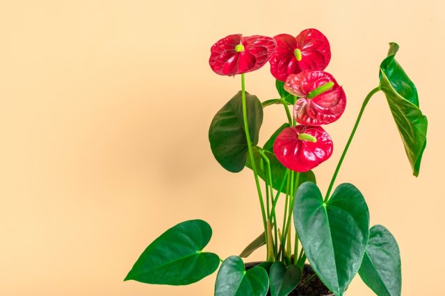 Biljka koja OTKRIVA LOŠE LJUDE, a mnogi je poklanjaju DEPRESIVNIM osobama