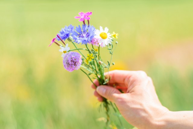 Danas su Cveti: Evo šta morate da uradite ODMAH PO BUĐENJU i šta nikako NE BI TREBALO da unosite u kuću!