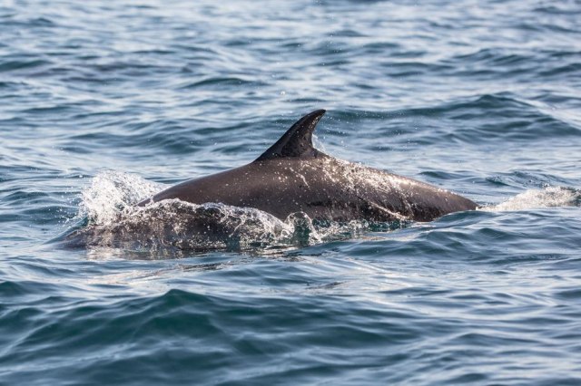 Rusi na Krim poslali ratne delfine: Otkrili ih amerièki sateliti