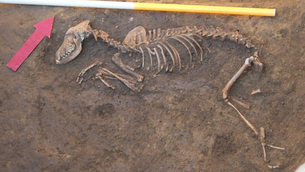 Skelet konja iz antièkog perioda pronaðen u Sremu/M. Koèiæ i D. Milanoviæ