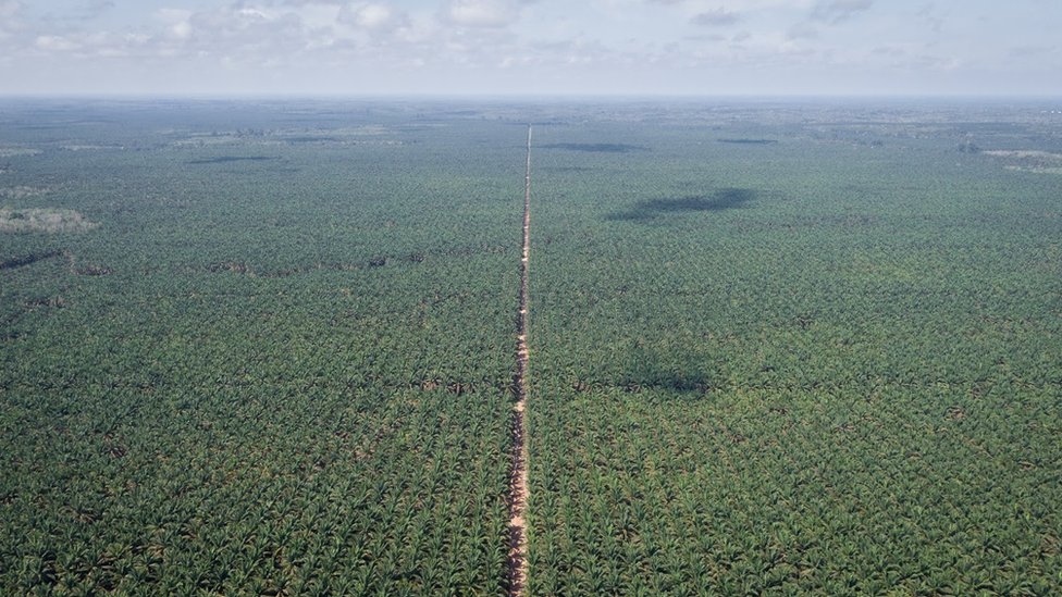 Plantaže palminog ulja zamenile su prašume na ogromnim prostranstvima Indonezije/Nopri Ismi