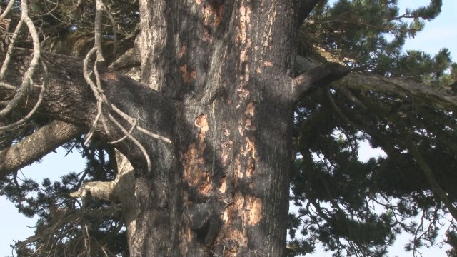 Retko i strogo zaštićeno drvo najveće blago Zlatiborskog okruga