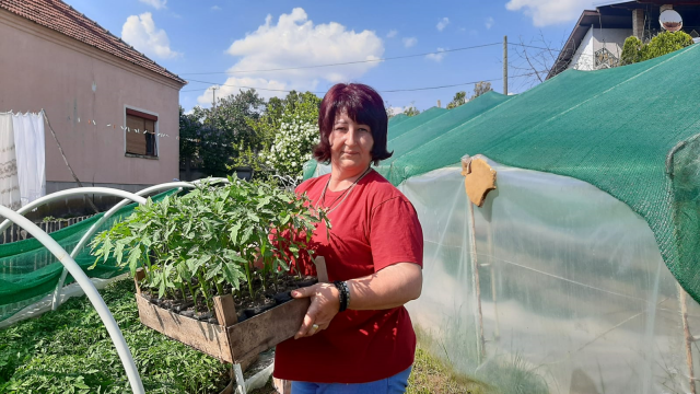 Iz ovog sela stižu najbolje kalemljene lubenice u Srbiji: Kupci sami dolaze i ne pitaju za cenu