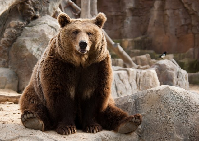 Policija zaustavila saobraćaj da bi medved prešao put VIDEO