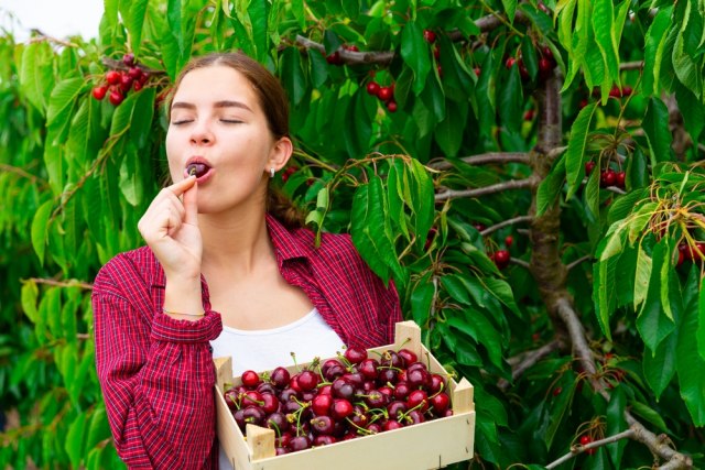Kako da izaberete NAJBOLJE TREŠNJE? Na šta bi trebalo da obratite pažnju?