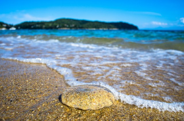 Opasnost na grèkom primorju: "Ima ih svuda"; Žrtva za B92.net: "Bol i paraliza" FOTO/VIDEO