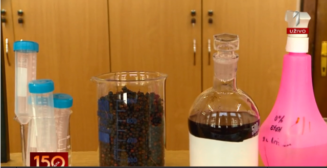 Žalfija, nana, peršun su većini poznati, a da li ste čuli za CRNU ZOVU i njenu lekovitost?