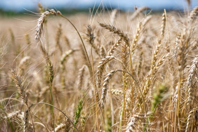 Kragujevac: Ovogodišnji prinosi strnih žita biæe manji za oko 20 odsto