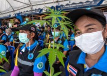 Tajland je poklonio milion sadnica kanabisa kao podsticaj uzgoju/BBC