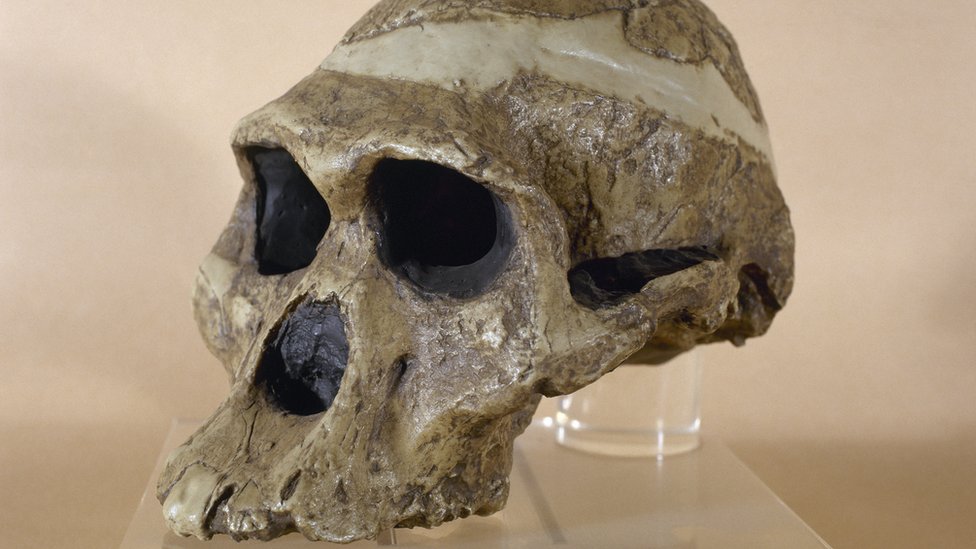 Arheologija i istraživanja: Ostaci peæinske žene milion godina stariji nego što se mislilo